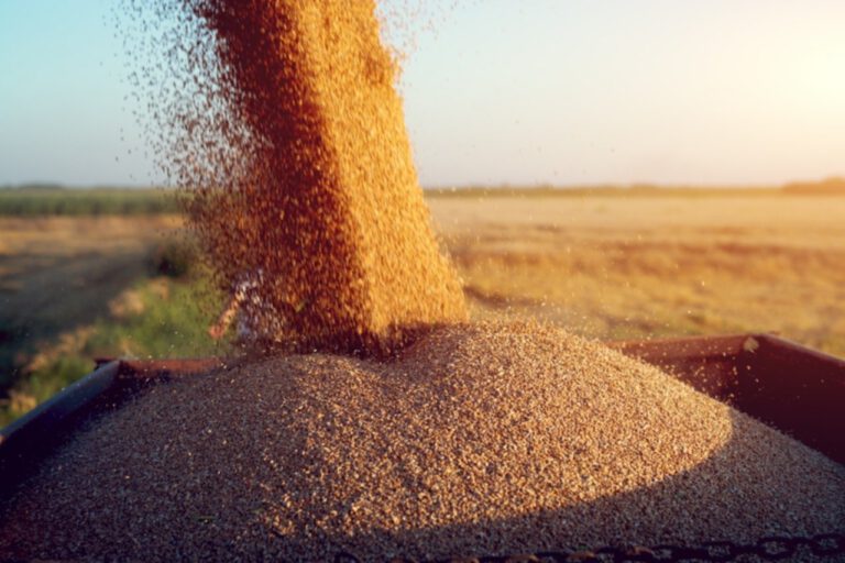 El trigo cotizó en su valor más alto desde 2012
