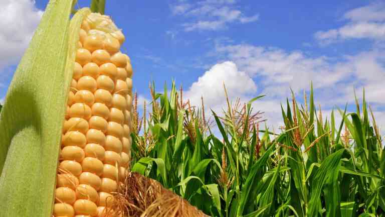 Trigo-Soja-Maíz: Pérdida por sequía supera los 10 mil millones de dólares