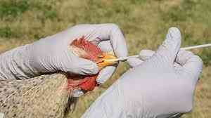 Alerta por primer caso de gripe aviar en Argentina