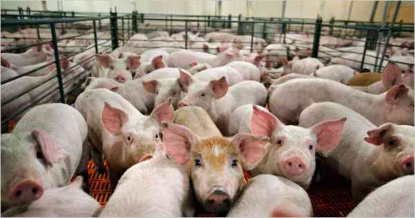 Informe: Producción de cerdos presenta sostenido crecimiento. Importantes inversiones