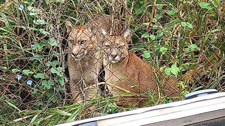 Desde Morteros, trasladaron dos Pumas a Reserva Natural en Villa Rumipal