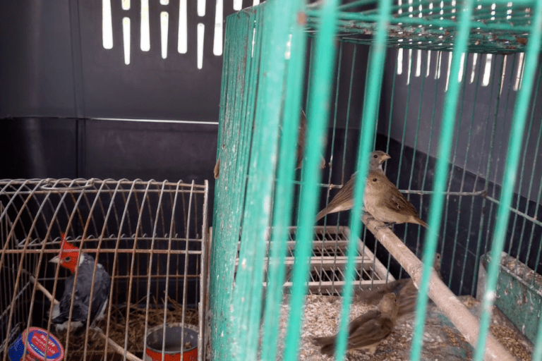 Arroyito: Rescatan aves silvestres que se ofrecían a la venta