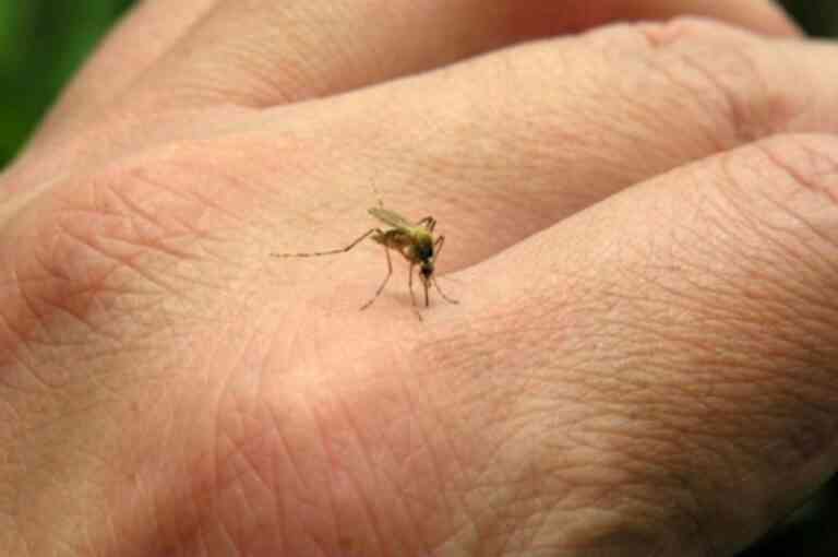 Ministerio de Salud confirma caso de Dengue y alerta para evitar picaduras de mosquitos