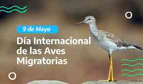 Día Internacional de las Aves Migratorias y otras fechas importantes