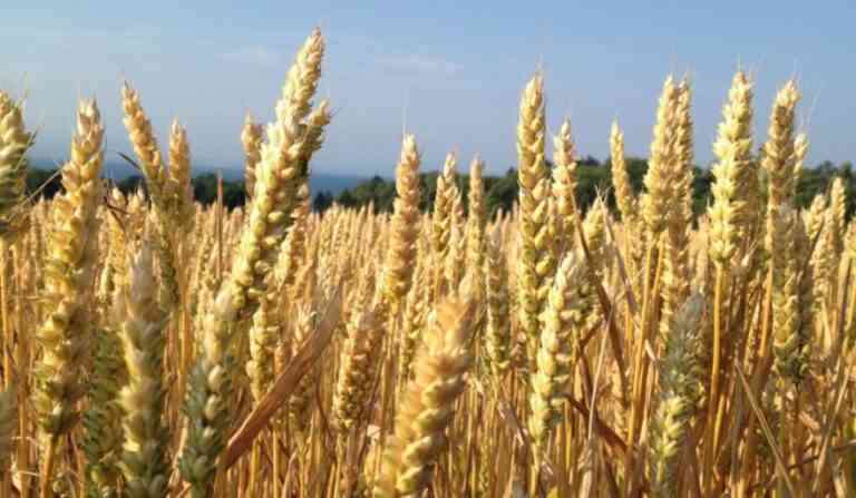 Encienden alarmas, ante la sequía que impacta en lotes de trigo