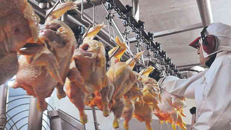 SENASA: Por el calor, advierte por brotes de gripe aviar