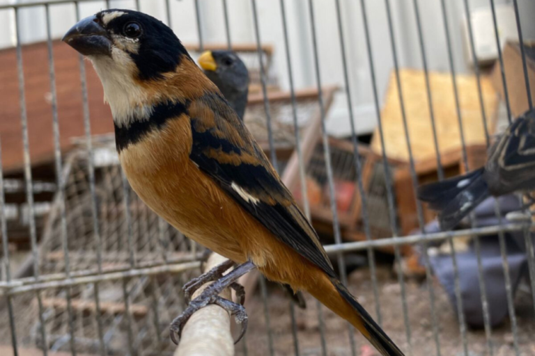 Rescatan 110 aves silvestres y las trasladan al Parque de la Biodiversidad de Córdoba