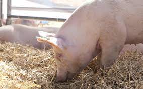 Senasa tomó medida de emergencia para frenar enfermedad grave en cerdos
