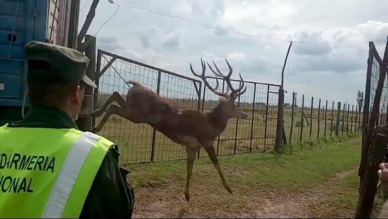 Policía Ambiental: Operativo por transportar 8 ciervos sin la documentación correspondiente